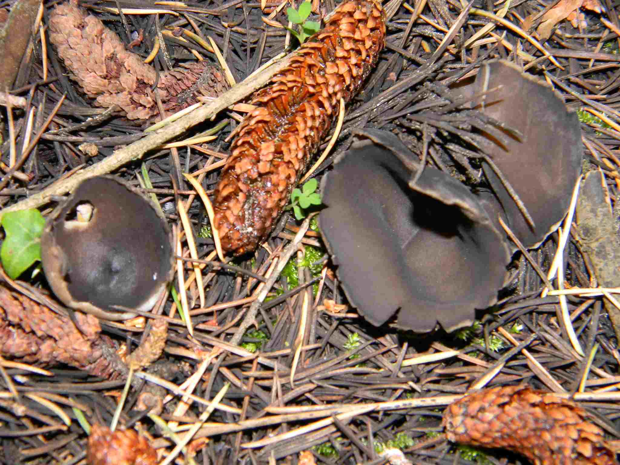 1926 Febbraio vecchio ritrovamento